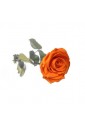 Rose éternelle Orange 
