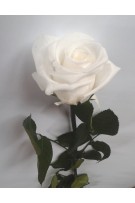 Rose éternelle Blanche