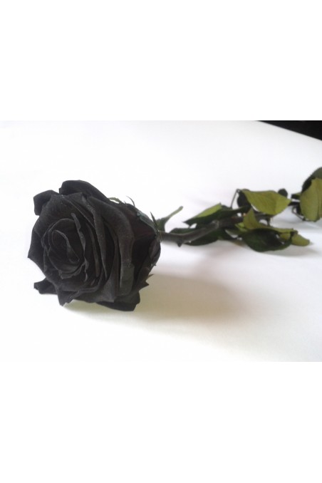 Rose éternelle Noire