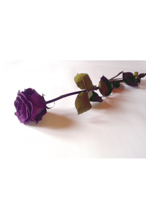 Rose éternelle Violette - L'esprit Pierre